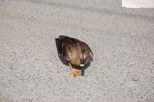 道の真ん中でぐるぐる回るお母さん鴨の写真