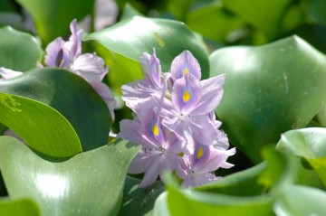 ウォーターヒヤシンスとも呼ばれるそうですが、確かに紫の花はヒヤシンスにそっくりです。