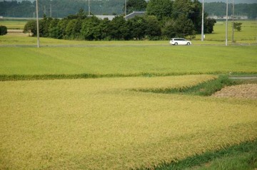 8/25時点での島地区の稲のようす。手前は早稲ですが、奥に見えるのはコシヒカリのはずです。上の写真とは色がずいぶんと違いますね。