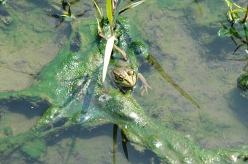 稲刈りの最中に発見！トノサマガエルです。目の縁が金色です。