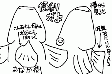 ヨシノボリの特徴を表した図