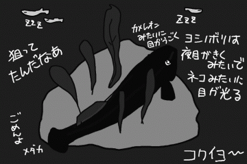 夜、ヨシノボリの想像図。