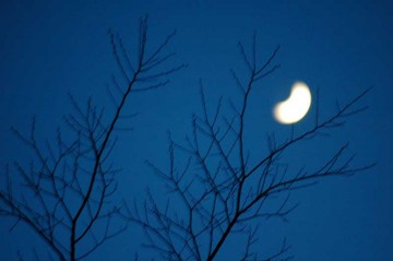 夜になって、その枝に今度は月がとまっています。
