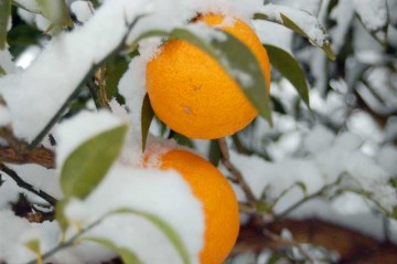 みかんの木にも・・・・白と灰色と黒の世界にオレンジはとっても目立ちます。