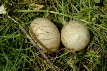 環境保全会の草刈りで見つけてしまったカモ（たぶん）の卵。大きさはニワトリの卵Sサイズくらい。黄身は外観に比べてかなり大きく、LLサイズの黄身くらい。