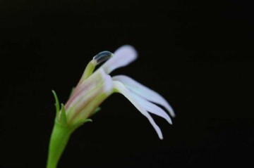 ミゾカクシ（アゼムシロ）の花