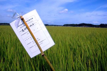特別栽培米の田んぼ。島地区ではこのような看板？が、いたるところに見られます。特別栽培米とは、そのお米が生産された地域の慣行レベル（各地域の慣行的に行われている節減対象農薬及び化学肥料の使用状況）に比べて、節減対象農薬の使用回数が50％以下、化学肥料の窒素成分量が50％以下、で栽培された農産物で、その表示には節減対象農薬と化学肥料双方の節減していることが必要です。