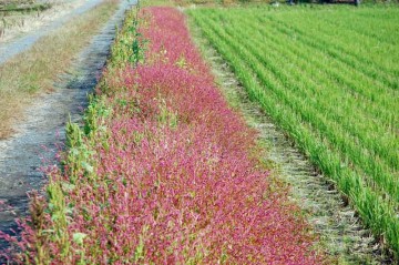 見てください！　刈り終わった田んぼの緑、ネコマンマのピンク、そして農道と、植えたようなストライプがきれいです！