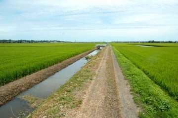 夏はこうです　用水路に水がたくさん！　米作りのため、みんなが水を必要としているので、ポンプで水を汲んで田んぼに配り、余った水が用水路を満たしています、それにしても夏の緑のまぶしいこと！