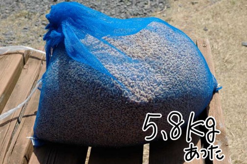 平成24年度の茨城県常澄産コシヒカリ/飼料稲作り
