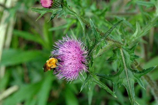 マルハナバチの仲間でしょうか？　蜜を集めているのか花粉を集めているのか・・・一心不乱に作業しています。