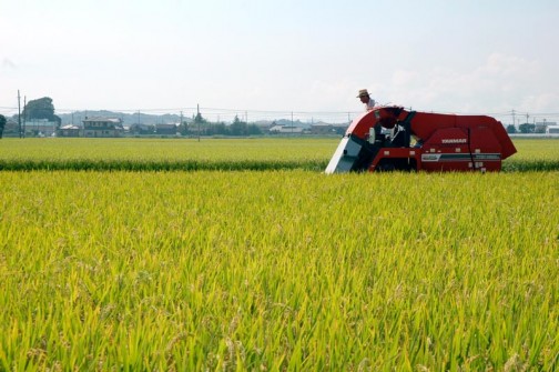 ヤンマーコンバインYWH1400Aによる飼料稲の稲刈り始まってます。