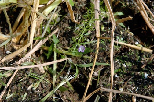 稲の刈り痕にひっそりと咲く小さな紫のキクモの花。家の水槽のキクモはまだ生きています。