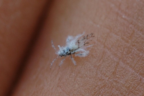 マダラ模様の触角にイライラマークの羽根・・・全身はほわっとした綿毛に覆われています。すごく小さくて、せいぜい2〜3ミリ。たぶんですけど、ケヤキヒトスジワタムシだと思います。