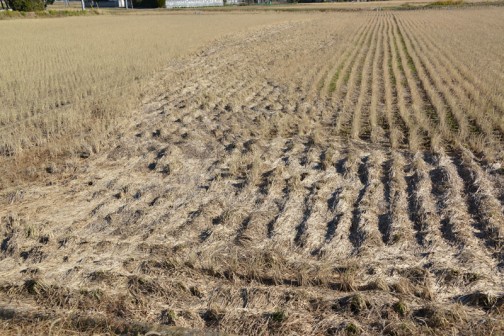 わかりにくいかもしれません、稲刈りの終った田んぼにコンバインが切り刻んだ稲わらが、折り重なって川のように溜まっているのが見えます。
