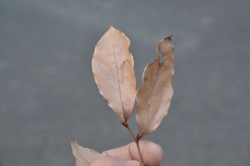 落葉樹なのに冬、葉っぱを落とさない「ヤマコウバシ」