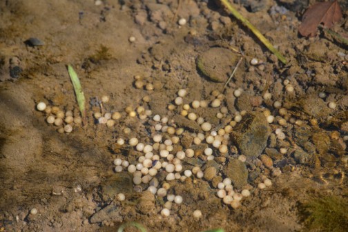 センダンの実？　小川の底に明らかに小石などとは違う丸いもの発見。魚の卵？？？気持わりー・・・と思ったんですけど、ゼッタイにこんな大きな卵を産む魚はココにはいない・・・