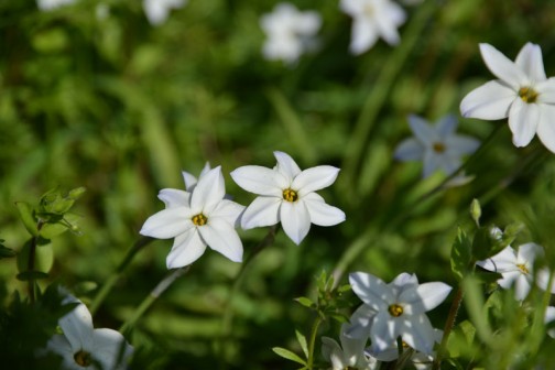 ハナニラ（花韮、学名：Ipheion uniflorum (Lindl.) Raf.）は、APG植物分類体系第3版でヒガンバナ科（APG植物分類体系第2版ではネギ科、古い分類のクロンキスト体系ではユリ科）に属するハナニラ属の多年草。イフェイオン、ベツレヘムの星とも呼ばれる
