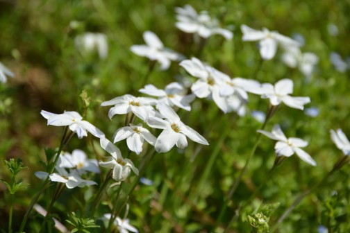 ハナニラ（花韮、学名：Ipheion uniflorum (Lindl.) Raf.）は、APG植物分類体系第3版でヒガンバナ科（APG植物分類体系第2版ではネギ科、古い分類のクロンキスト体系ではユリ科）に属するハナニラ属の多年草。イフェイオン、ベツレヘムの星とも呼ばれる