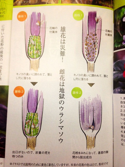 水戸市大場町4月の花、勝手にオリエンテーリング　ウラシマソウ(学名 Arisaema urashima)は、サトイモ科テンナンショウ属の宿根性の多年草。