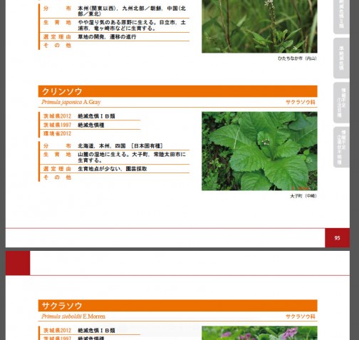 「クリンソウ」も茨城県レッドデータブックに載ってます