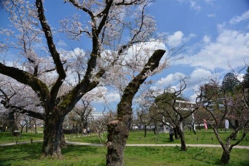 弘道館鹿島神社の桜