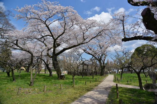 弘道館鹿島神社の桜