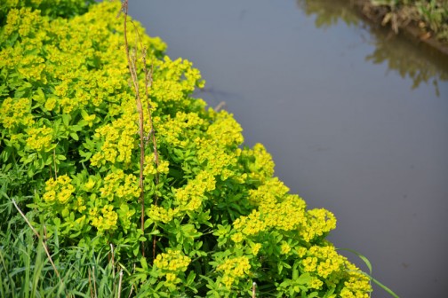 4月下旬。水路のほとり、ノウルシの花。