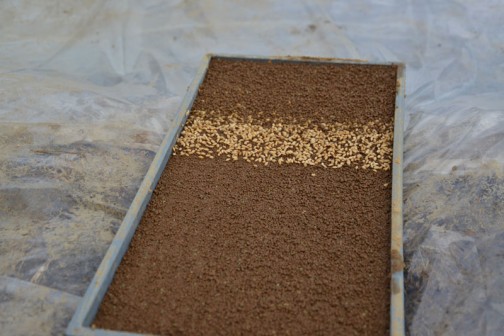 水戸市大場町「農業」2014年度の（平成26年度）米作り。 コシヒカリと飼料稲の種まき。