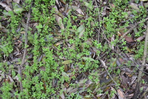 ウラシマソウ(学名 Arisaema urashima)は、サトイモ科テンナンショウ属の宿根性の多年草。ナンゴクウラシマソウ (Arisaema thunbergii Blume)の亜種   本種は日本の本州、四国を中心に、北海道と九州の一部に分布する宿根性の多年草で、関東では4月下旬から5月上旬にかけて開花する。耐陰性が強く乾燥を嫌うため、明るい林縁からやや暗い林中などに自生が認められるが、日照量が不足する条件下では開花困難か雄性個体ばかりとなりやすく、逆に適度な日照量条件下では無性期、雄性期、雌性期のすべてが見られることとなる。