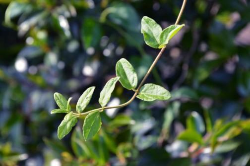 イカズラ（吸い葛、学名：Lonicera japonica）はスイカズラ科スイカズラ属の常緑つる性木本。別名、ニンドウ（忍冬）。冬場を耐え忍ぶ事からこの名がついた。