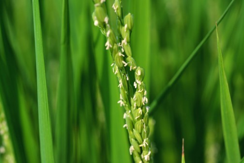 稲の花。花粉は白っぽいです。