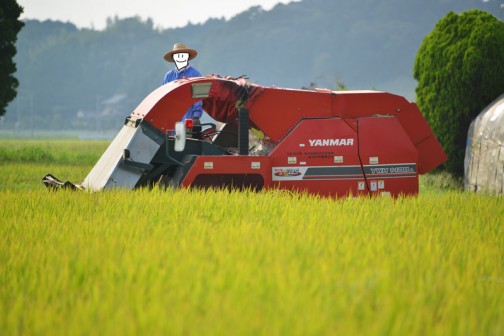 ヤンマーYM-1400コンバインでの稲刈り1