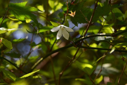 こちらも白い花。モミジイチゴです。シラユキゲシは日陰派ですが、こちらも下を向いて・・・日陰派なのかなあ・・・ウィキペディアによれば、モミジイチゴ（紅葉苺、学名：Rubus palmatus var. coptophyllus）とは、バラ科キイチゴ属に分類される植物の一種。東日本に分布。葉がもみじに似ているためこの名がある。黄色い実をつけるため黄苺の別名がある。果実は食用になる。とあります。トゲがたくさんあってあまり嬉しくない植物ですよね。