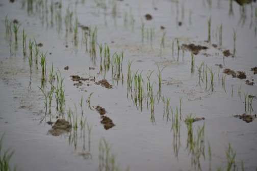 5月5日に直播きした飼料稲を見てきました。5月29日の姿です。