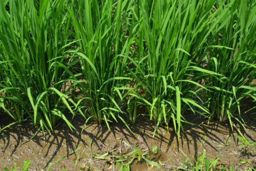 飼料稲の直播、生育状況。
