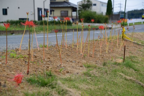 水戸市大場町島地区、環境保全会7月の活動。景観形成のための施設への植栽等。
