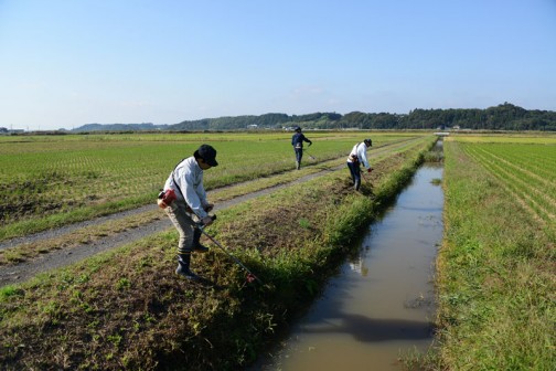 2手に分かれていた草刈りチームは、排水路で合流してスライドモアの刈り残しを刈っていきます。