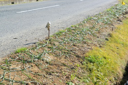 活動で道路脇に植えたヒガンバナです。なぜかぺったりしちゃってるんだよなあ・・・