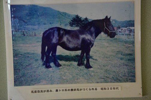 馬産改良が進み、農トロ系の農耕馬がつくられる　昭和30年代