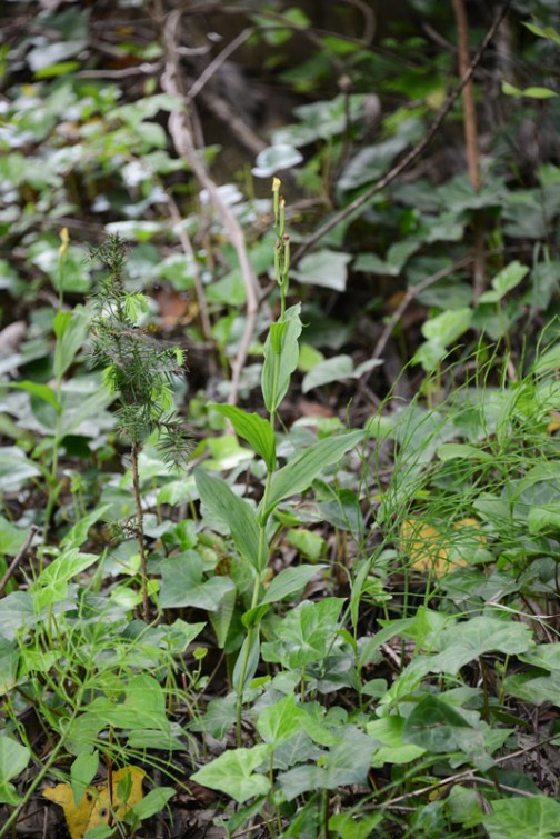 キンラン（金蘭、Cephalanthera falcata）はラン科キンラン属の多年草で、地生ランの一種。和名は黄色（黄金色）の花をつけることに由来する。  特徴 山や丘陵の林の中に生える地上性のランで、高さ30-70cmの茎の先端に4月から6月にかけて直径1cm程度の明るく鮮やかな黄色の花を総状につける。花は全開せず、半開き状態のままである。花弁は5枚で3裂する唇弁には赤褐色の隆起がある。葉は狭楕円形状で長さ10cm前後、縦方向にしわが多い。柄は無く茎を抱き、7、8枚が互生する。