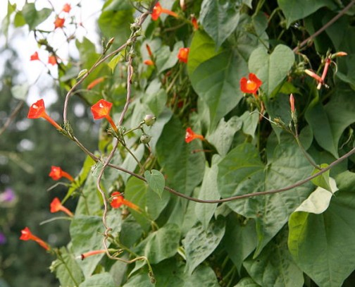 これもウィキペディアから。さらにヒルガオ科サツマイモ属ですから、サツマイモの葉にも似ています。