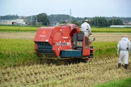 コンバインで飼料稲を刈って、乳酸菌を掛けて機械のおなかの中で丸めて・・・