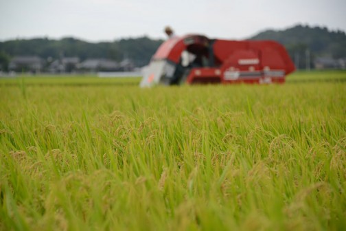 飼料稲の稲刈りはしばらく続きます。