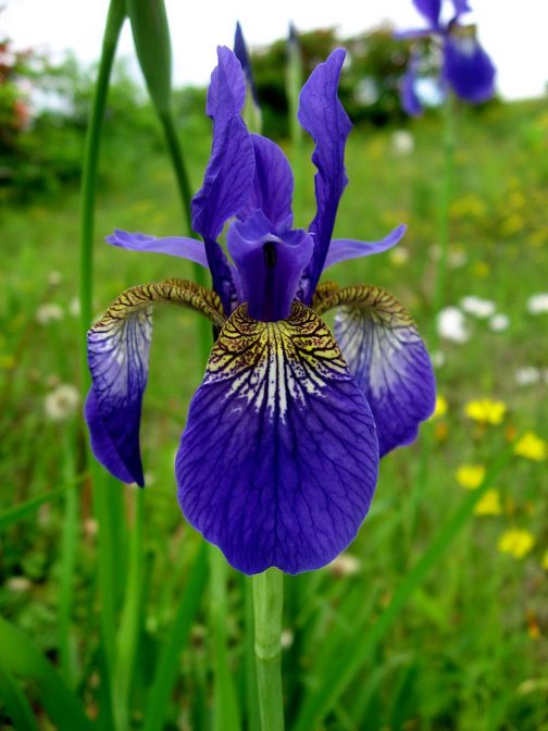 Wikipediaにアヤメとされる花の写真が載っています。（湿地に生えてないヤツ）僕の見たものと同じです。名前って、そのものを特定する、名で縛るという行為ですから、みんなが間違っちゃったらそっちへ流れるものなんですね。