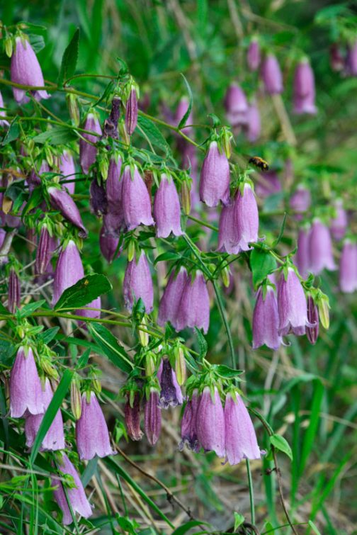 ウィキペディアによると ホタルブクロ（蛍袋、Campanula punctata Lam.）とは、キキョウ科の多年草。初夏に大きな釣り鐘状の花を咲かせる。 となっています。どの花も下を向いていて、見えるのは側面ばかり。