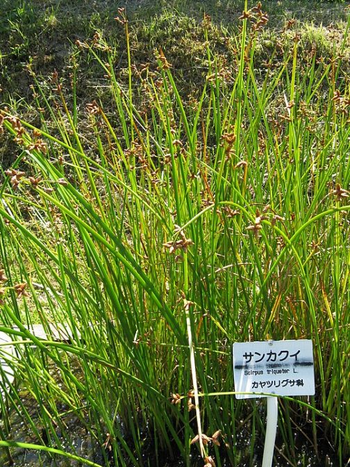 Wikipediaには シズイ（別名テガヌマイ、S. nipponicus Soják）は、北海道から九州の浅い池などに生える、ややまれな植物。サンカクイに似るが、より柔らかい感じで、葉も数枚が発達する。花茎先端の苞が花茎の延長になる点は共通するが、さらに1つの苞を生じることもある。 とあります、写真はサンカクイですね。