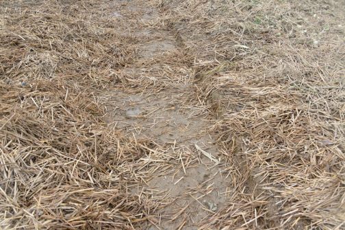 ワラをどかして出てきた土部分なのですが、段差になっているのがわかるでしょうか？直前にトラクターで耕うんした部分がそっくり流された痕だそうです。柔らく、ほかほかに耕された土は遠くに流れて行ってしまい、トラクターに踏み固められた固い部分が残っているのだそうです。