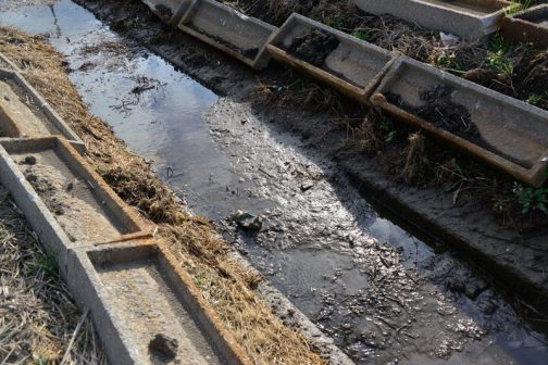 小排水路は結構泥で埋まっています。来年度の予算で浚渫するようですね。