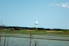 白鷺の写真